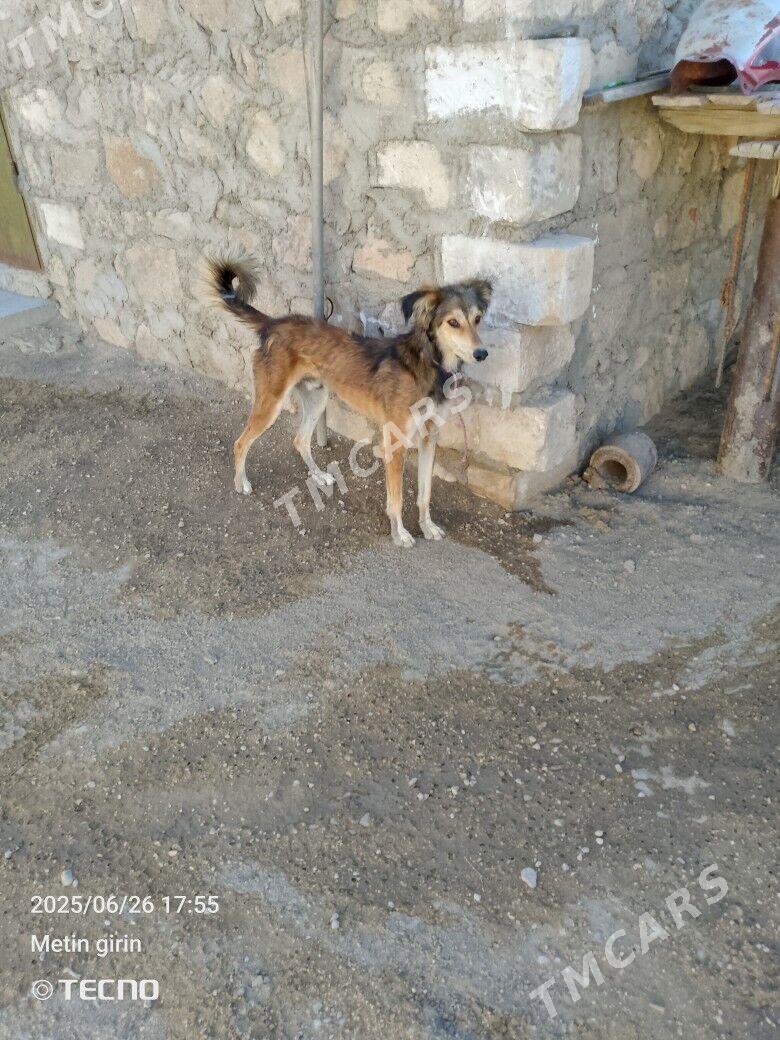 Tazy - Bereket - img 3