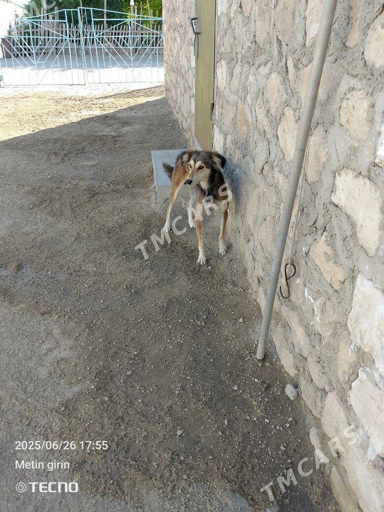 Tazy - Bereket - img 4