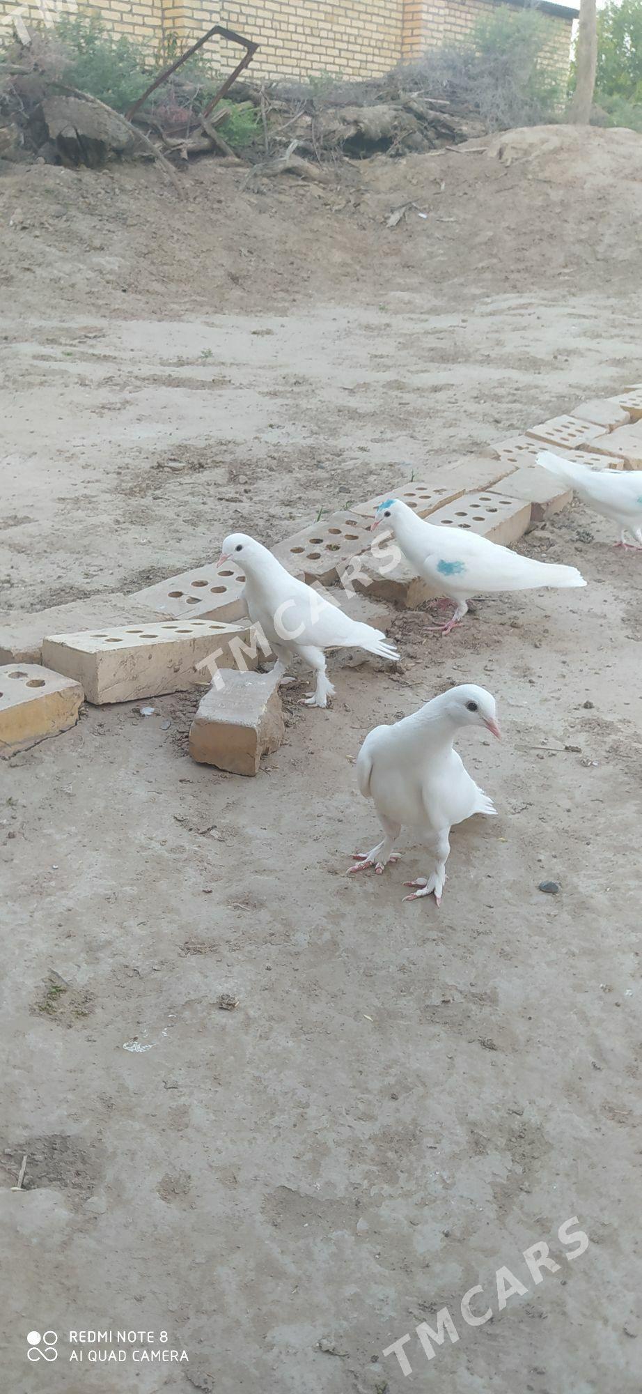 kepderi - Murgap - img 1