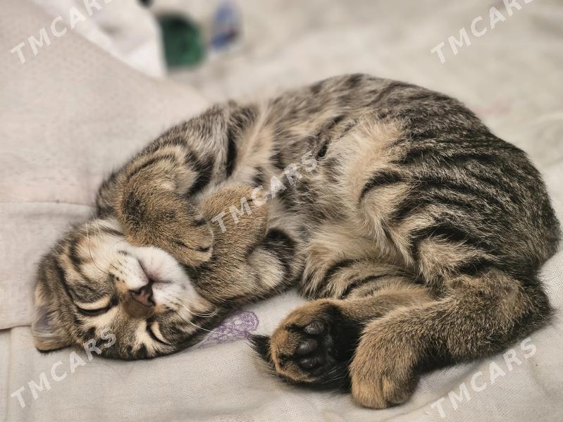 кошка - 11 mkr - img 2