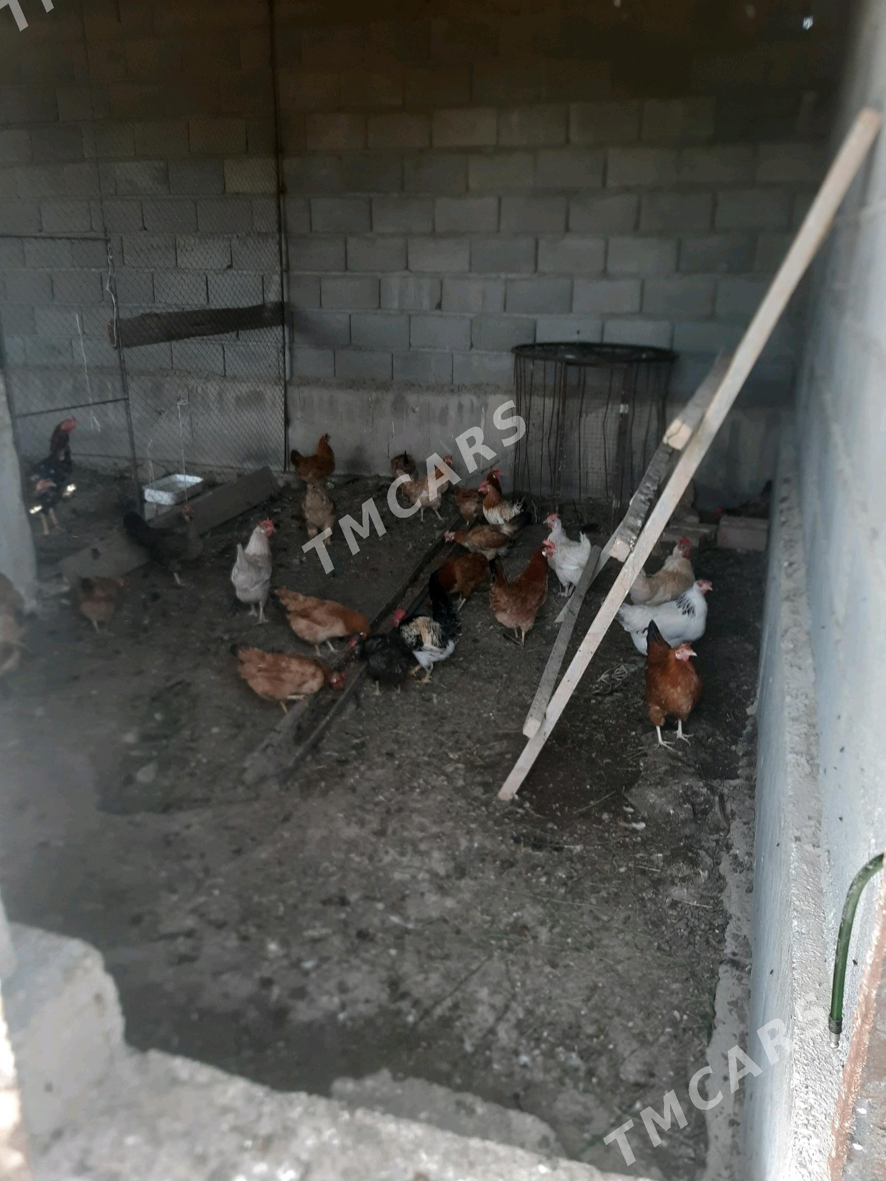 Turkmen towuk - Бахарден - img 2