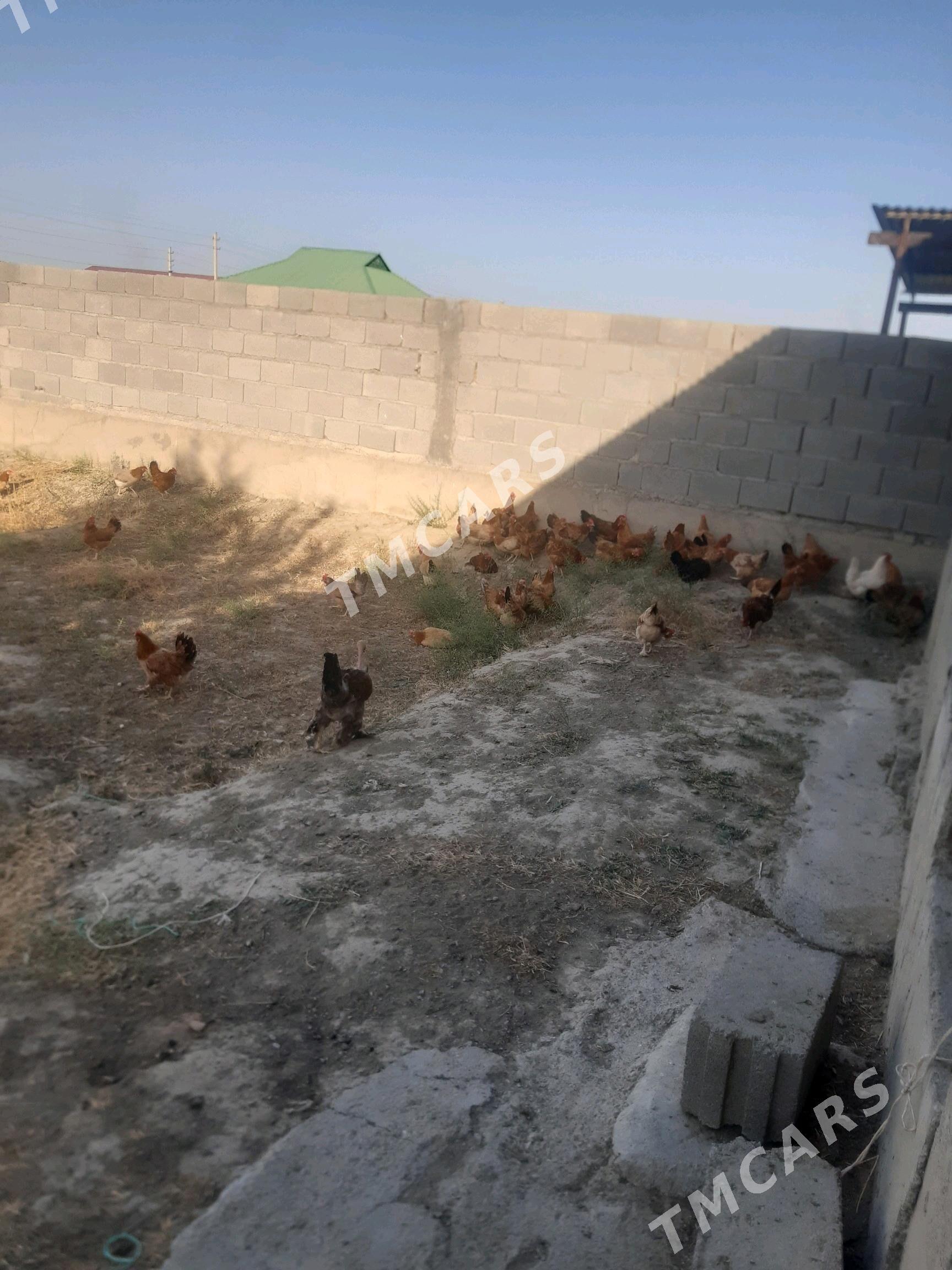 Turkmen towuk - Бахарден - img 3