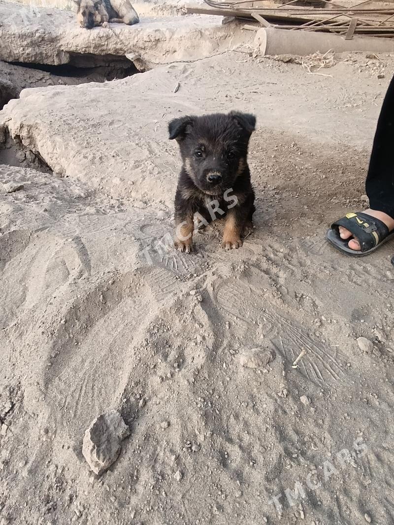 Awçarka arassa - Halaç - img 2