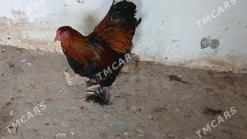 brama 6 ay - Aşgabat - img 2