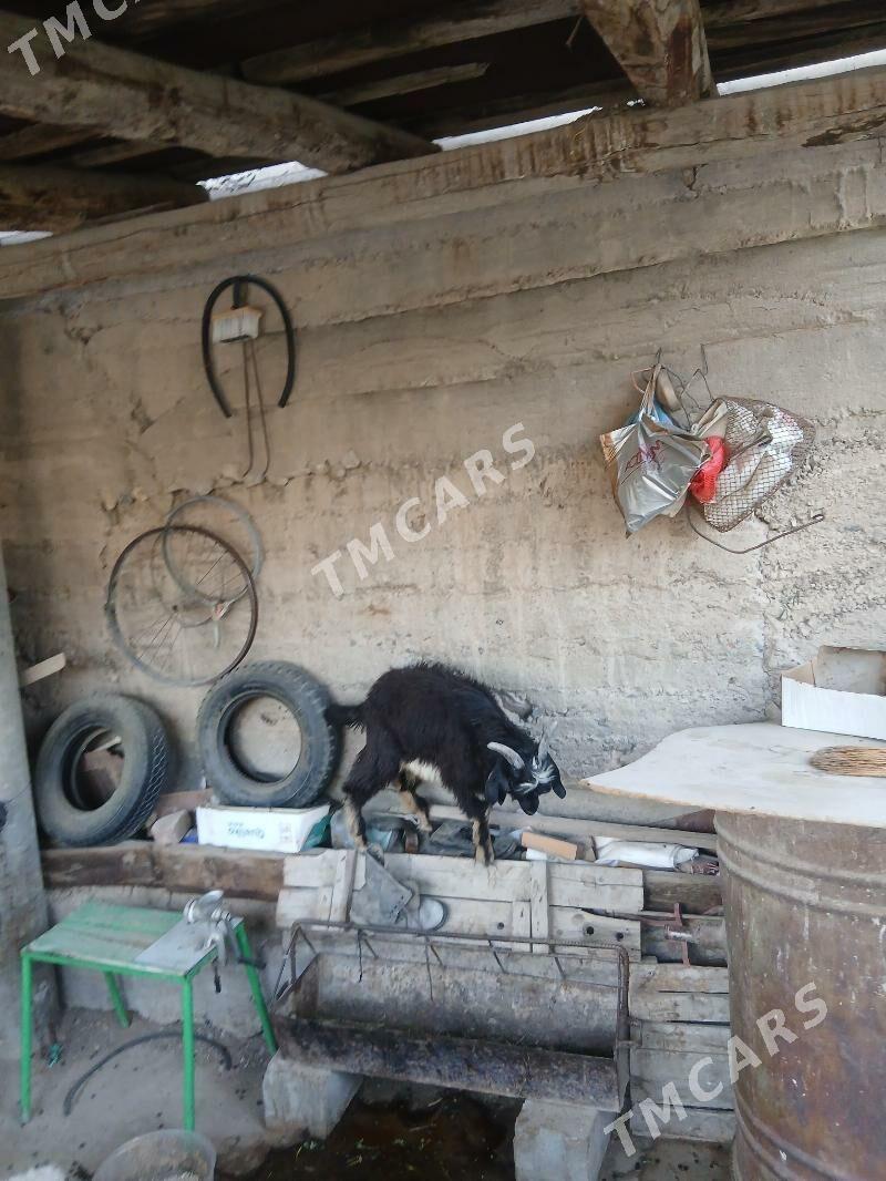 çebiş - Gyzylarbat - img 1