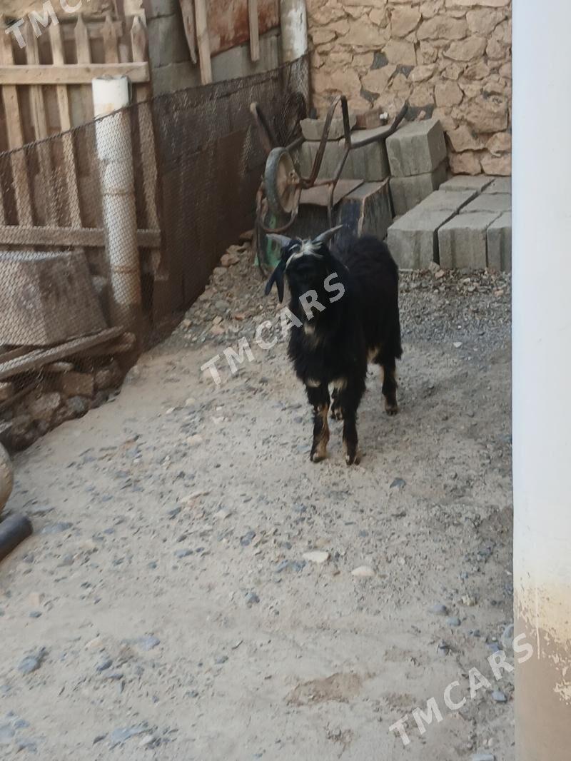 çebiş - Gyzylarbat - img 2