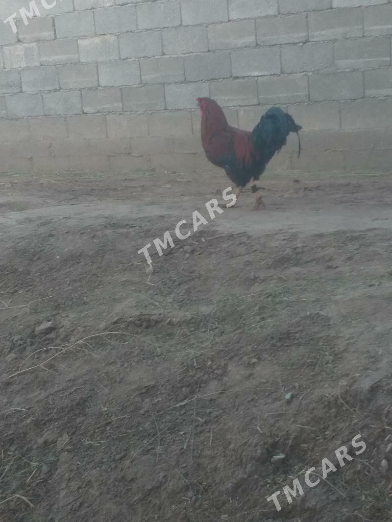 Horoz - Akdepe - img 1