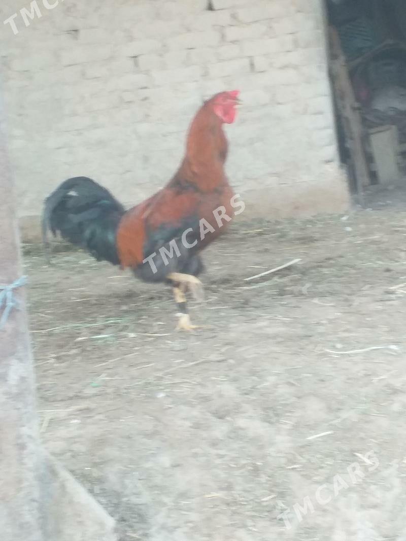 Horoz - Akdepe - img 2