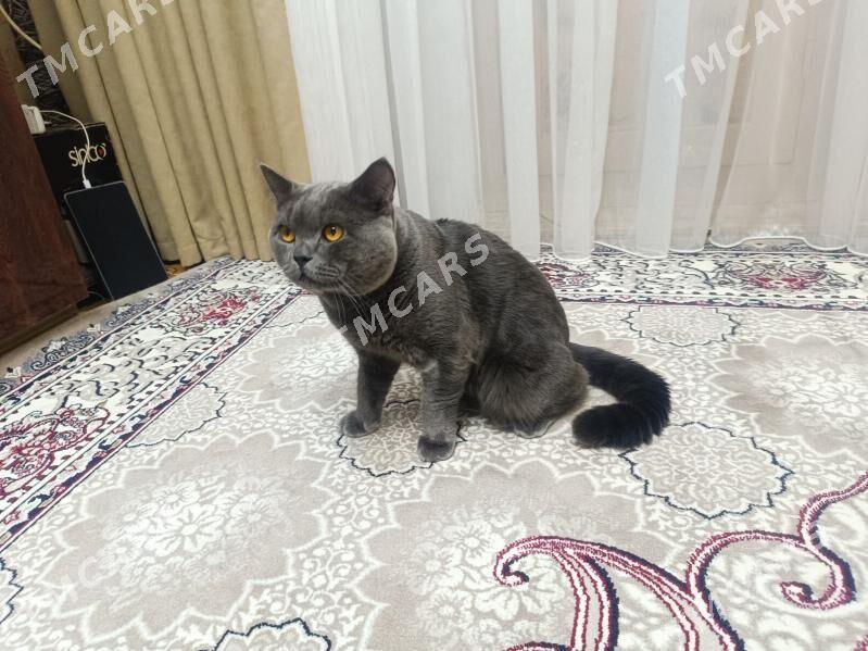 Кот шотландец - Türkmenabat - img 3