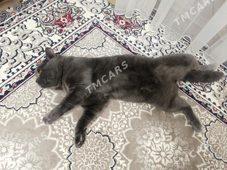 Кот шотландец - Türkmenabat - img 4