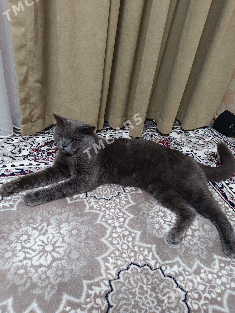 Кот шотландец - Türkmenabat - img 2