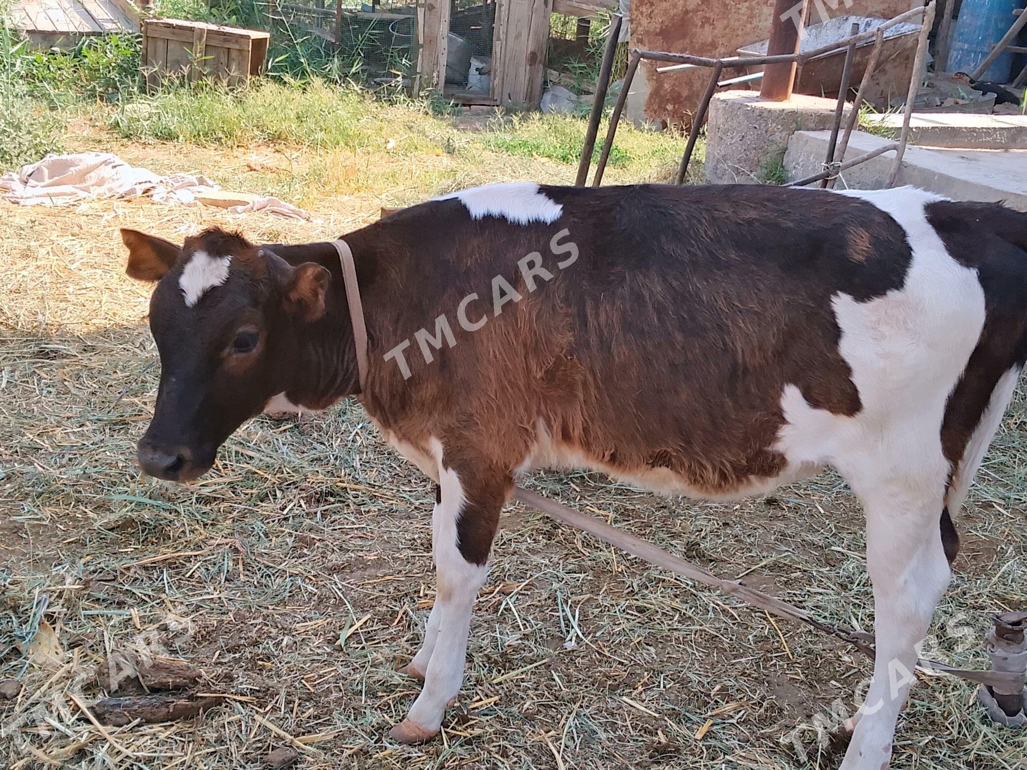 Sygyr - Çärjew - img 2