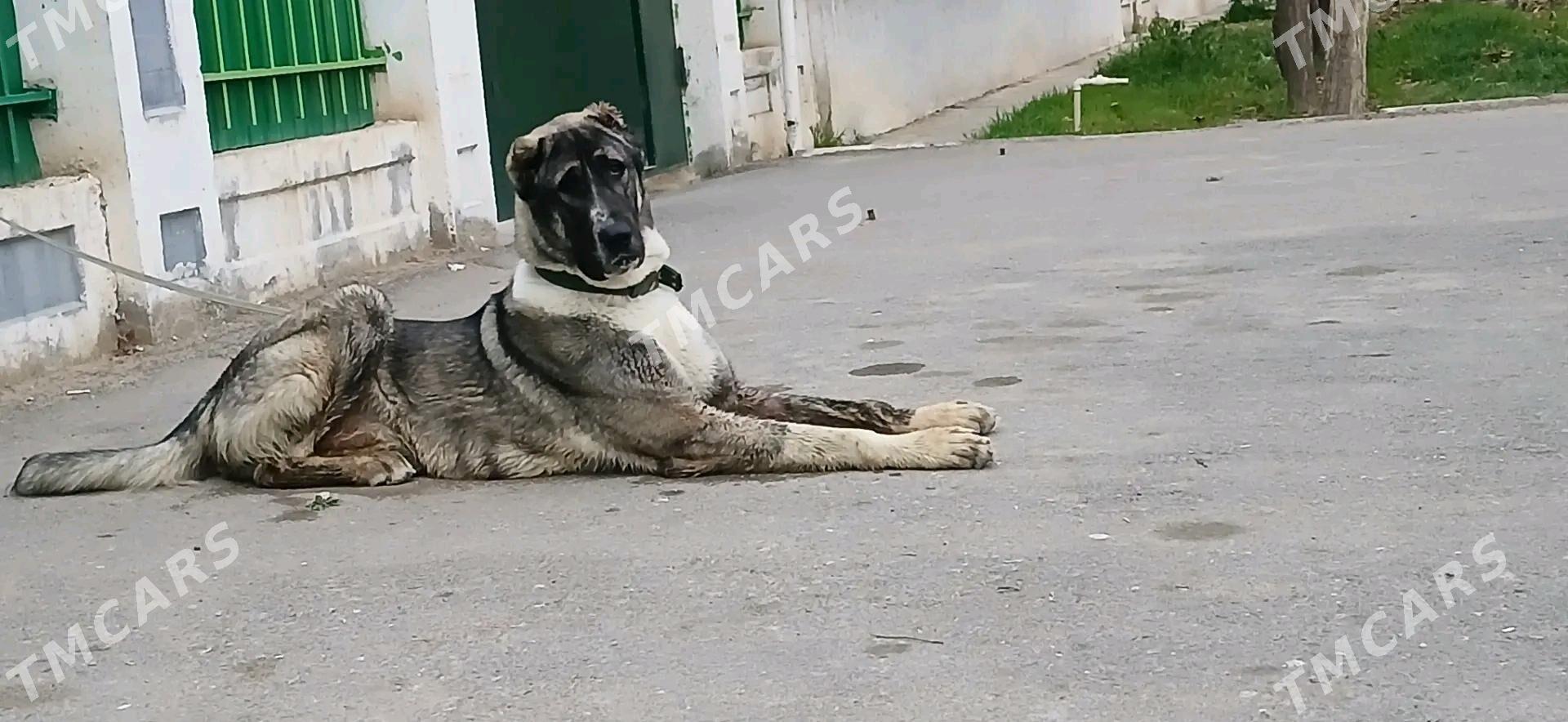 Alaby gujik - Ашхабад - img 2