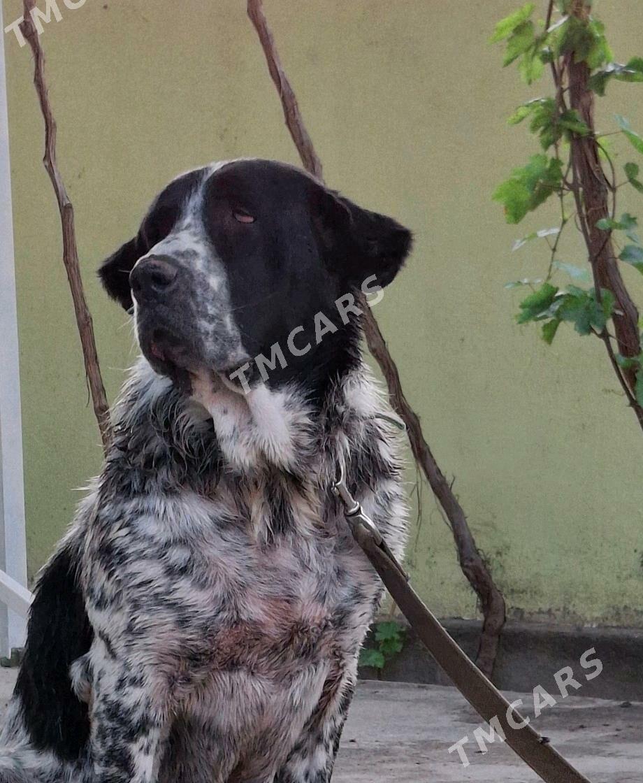 balu - Ашхабад - img 3
