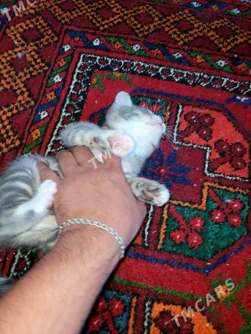 кот - Türkmenabat - img 4