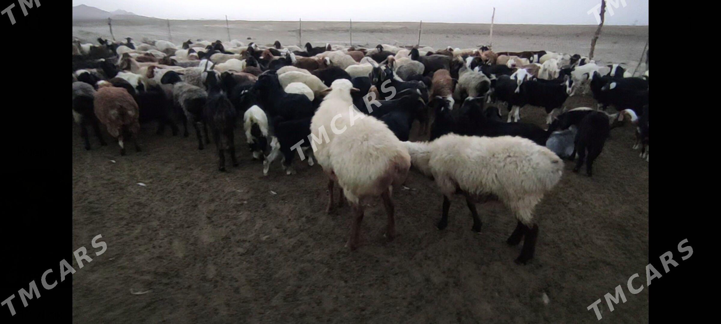 Goç - Бахарден - img 2