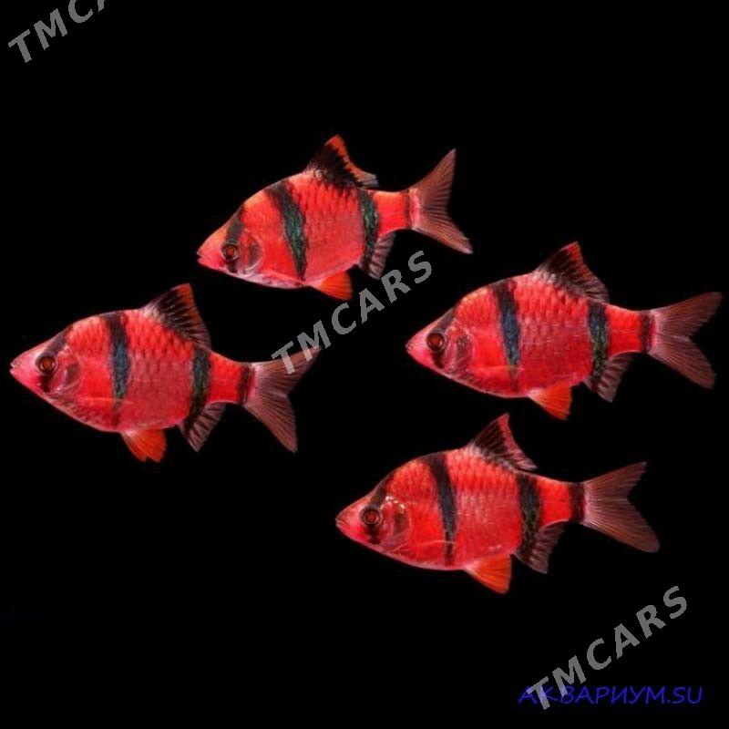 ternesya barbus - Parahat 7 - img 2