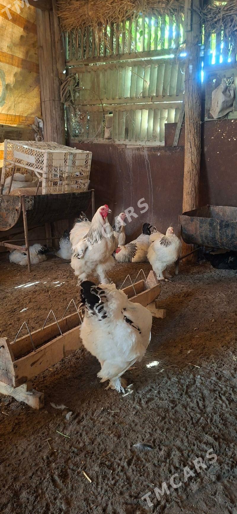 Брама ак чил Арасса тохум - Türkmenabat - img 6