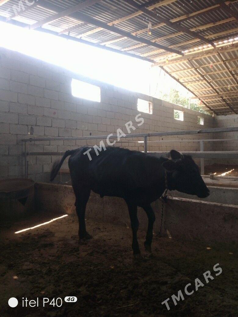 GIBIRIT TUWE - Garadamak - img 2