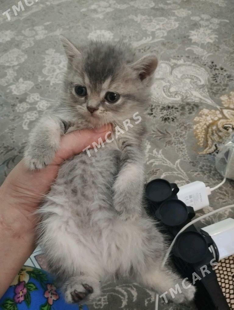 pişik - Кëши - img 2