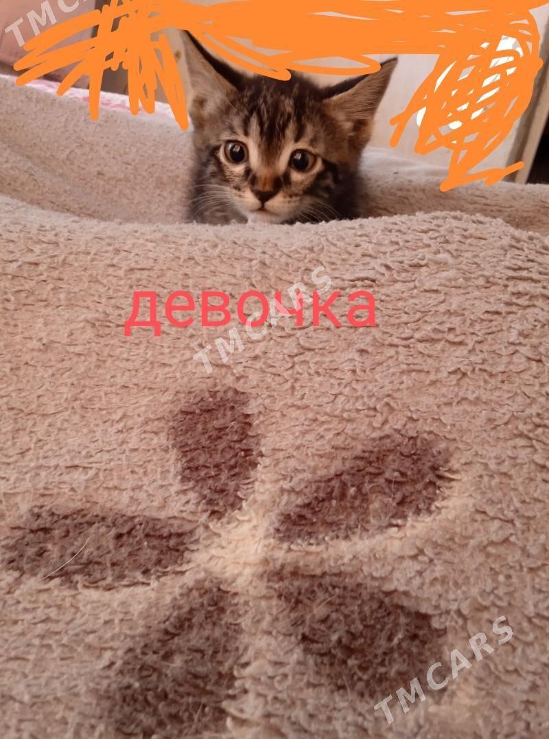 котенок - Aşgabat - img 2