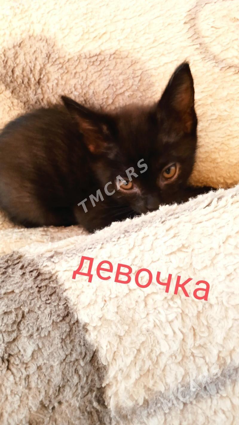 котенок - Aşgabat - img 1