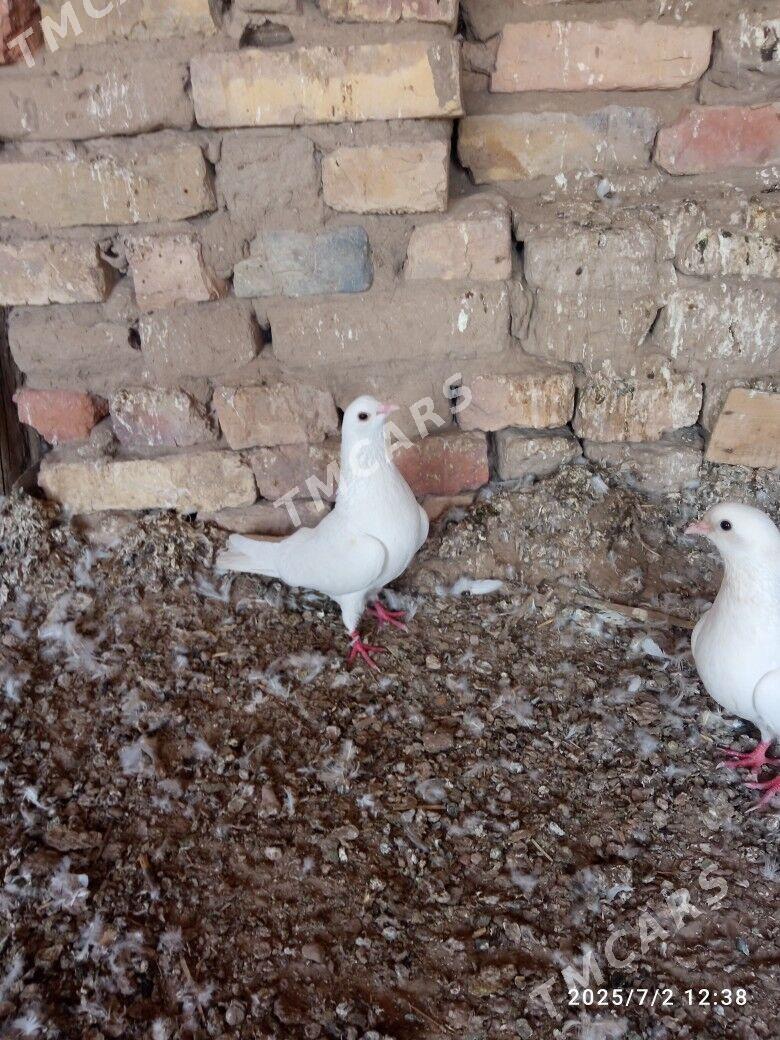 kepderi - Mary - img 2