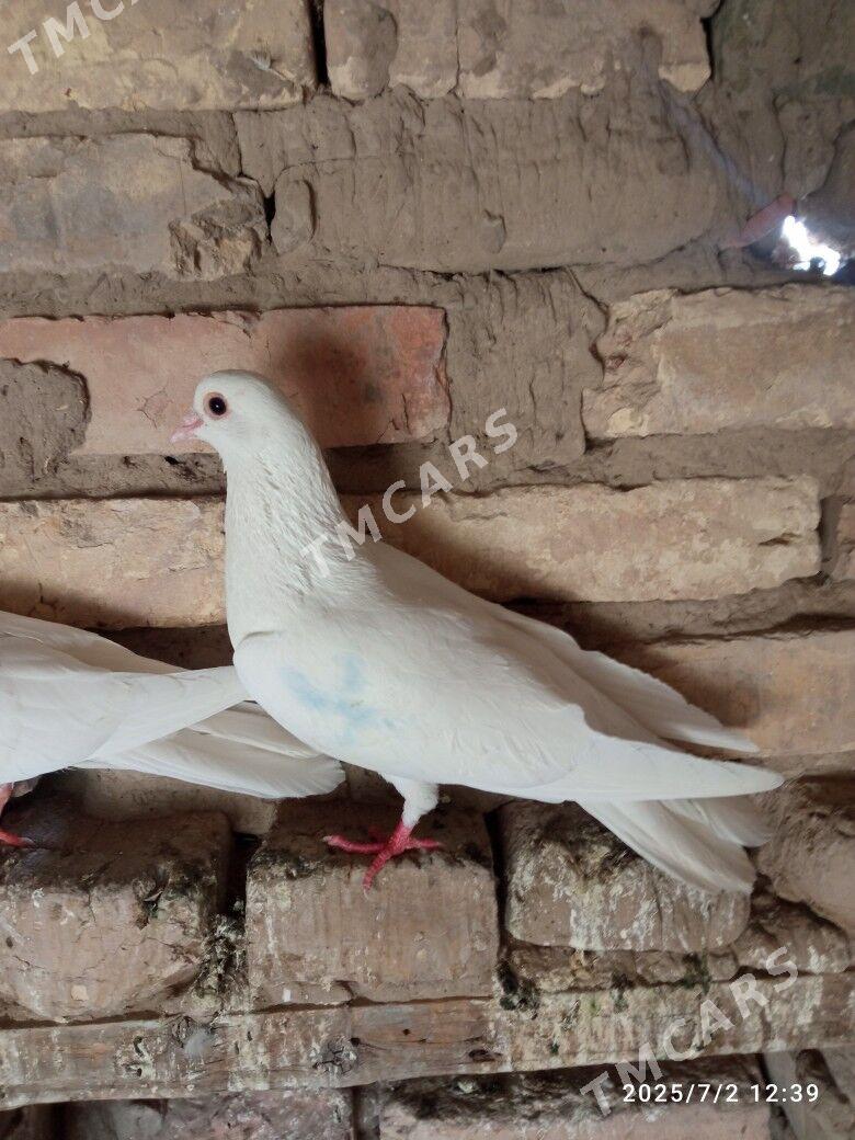 kepderi - Mary - img 3