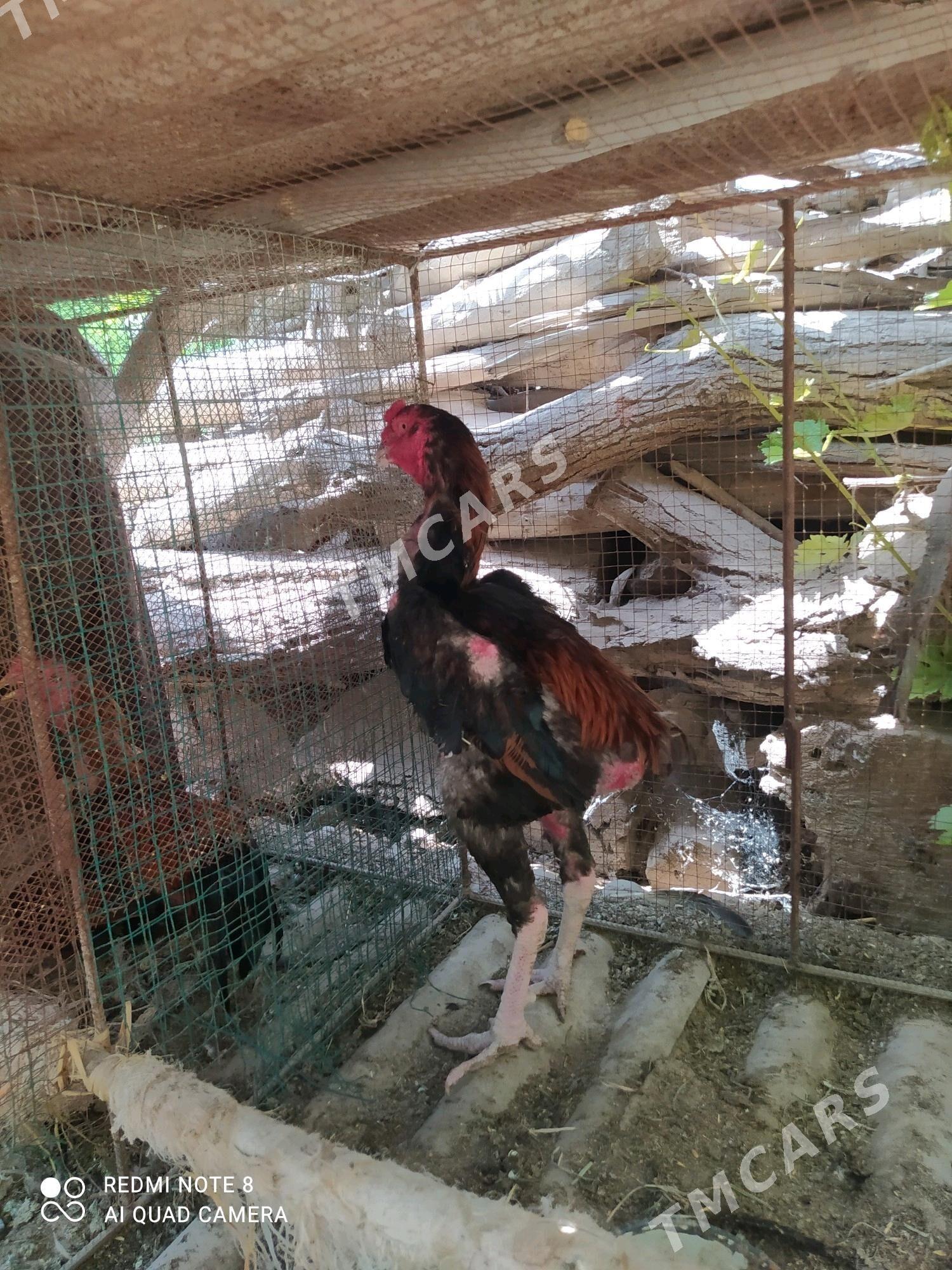 Ozbek baysy horaz - Saýat - img 3