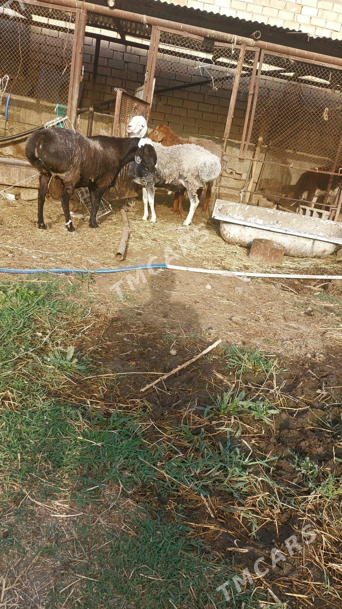 göç - Багир - img 2