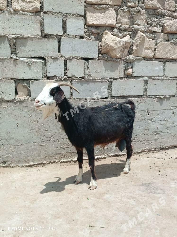 Geçi - Esenguly - img 2