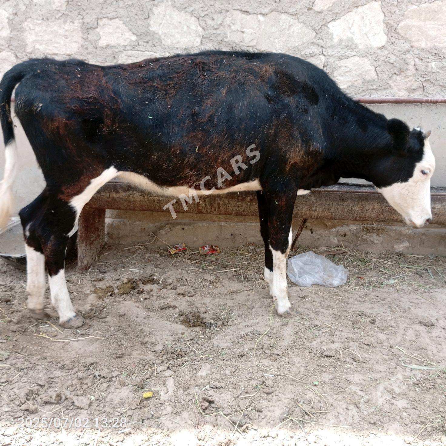 gacar - Jebel - img 2