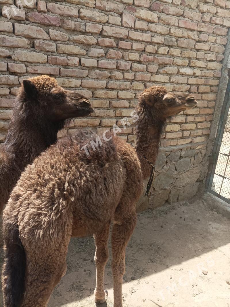 кошек - Берекет - img 2