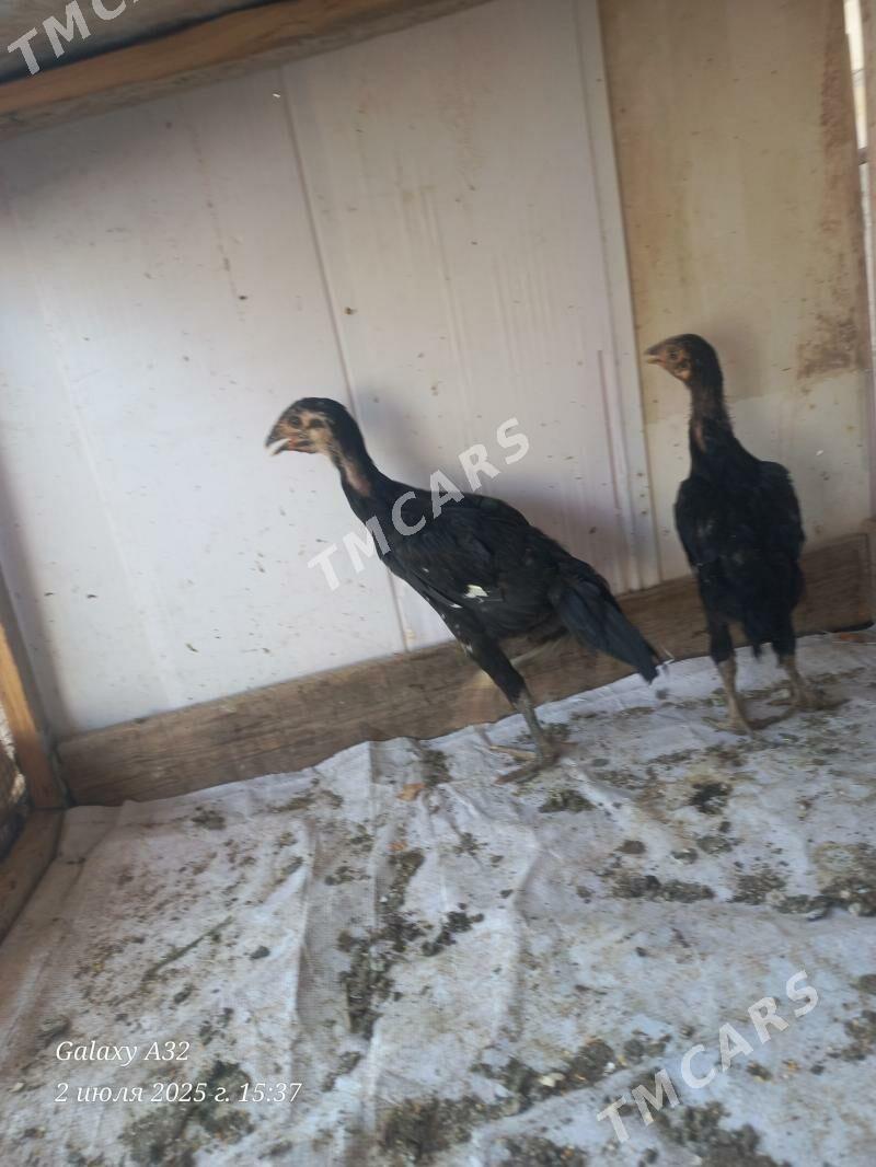Baysow juyje - Sakar - img 2