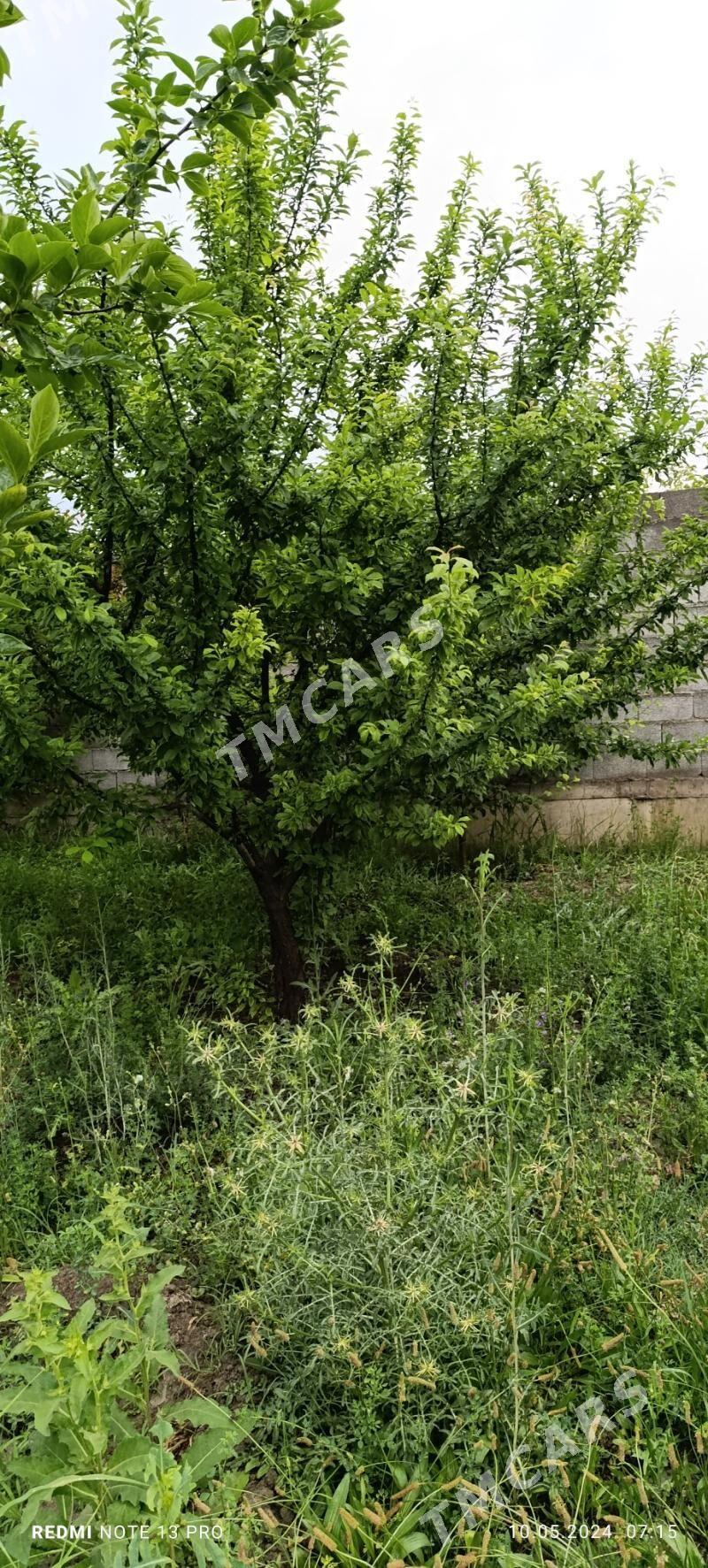 kattej - Aşgabat - img 7