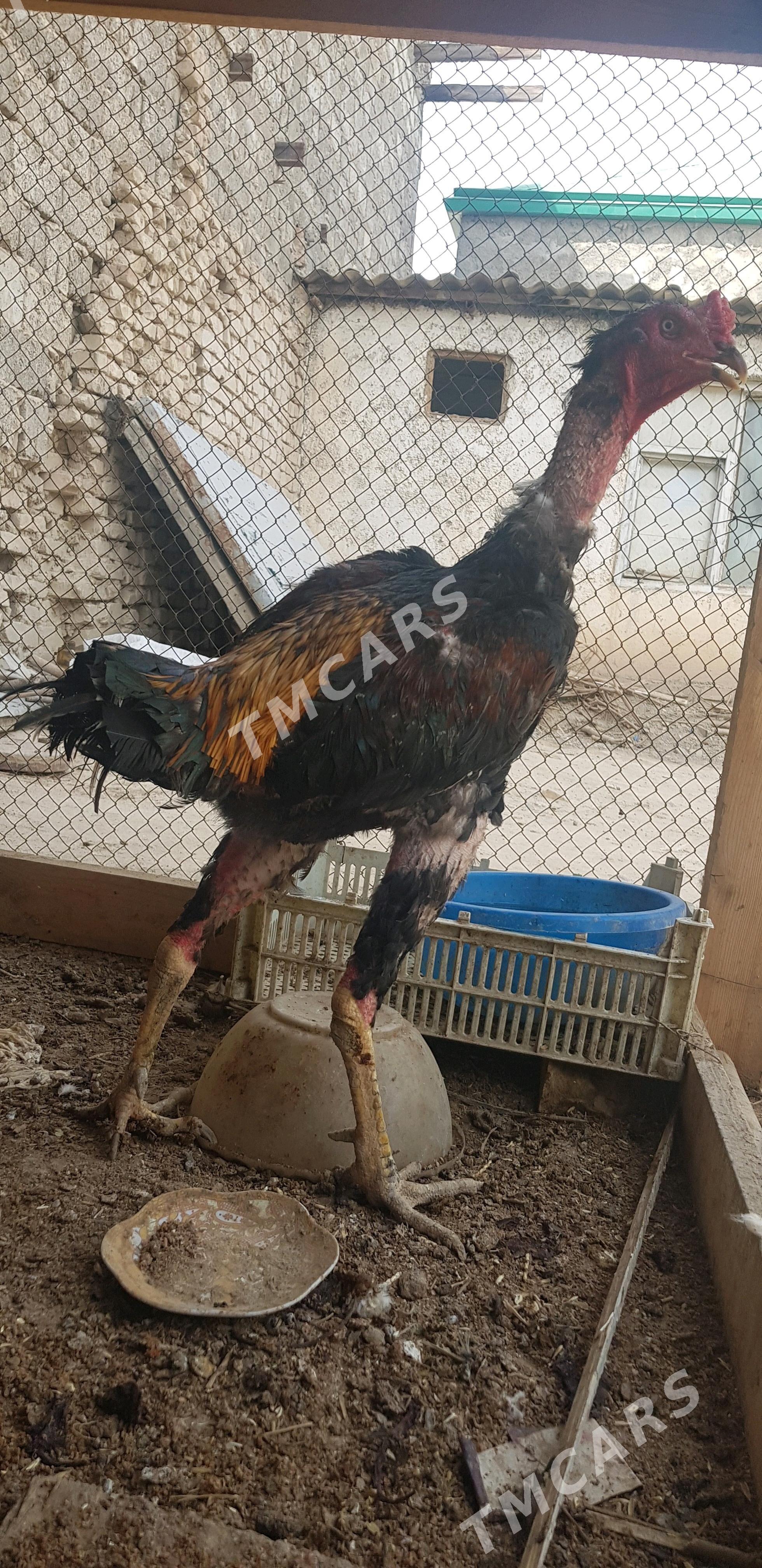 TAŞKENT HORAZ - Hitrowka - img 3