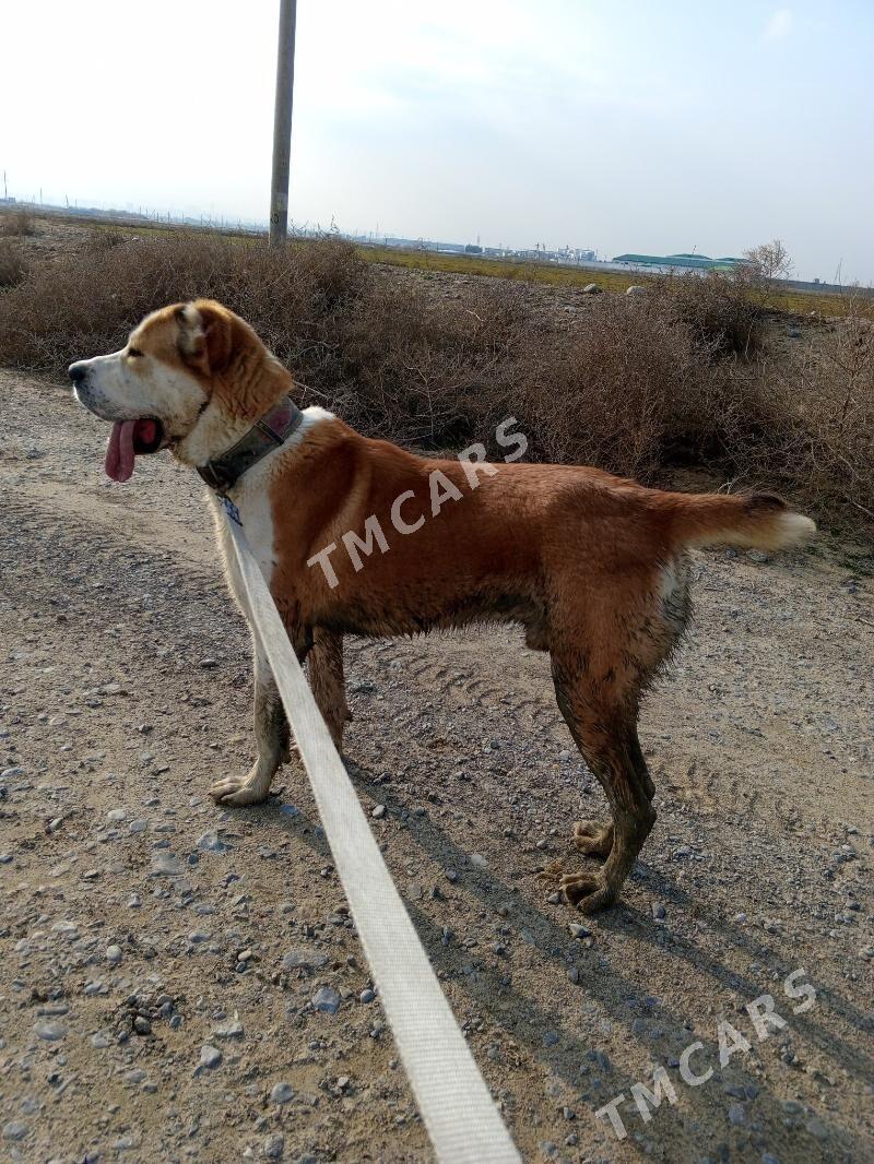 it - Aşgabat - img 3