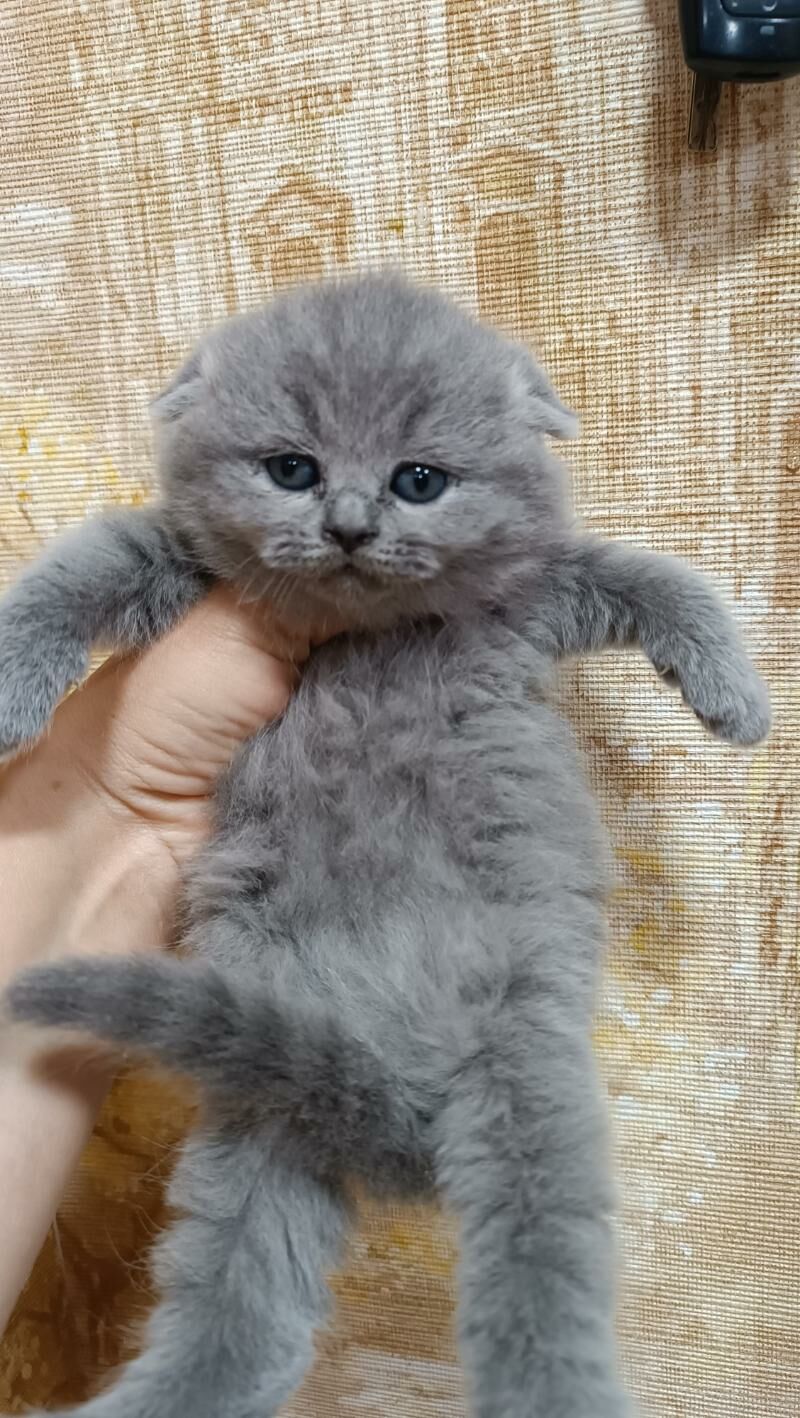 шотландские вислоухие котята - Ашхабад - img 2