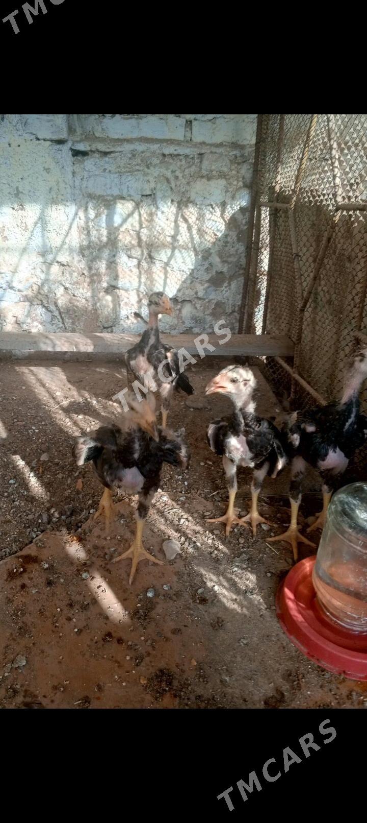 Taskent karey juyje - Balkanabat - img 2