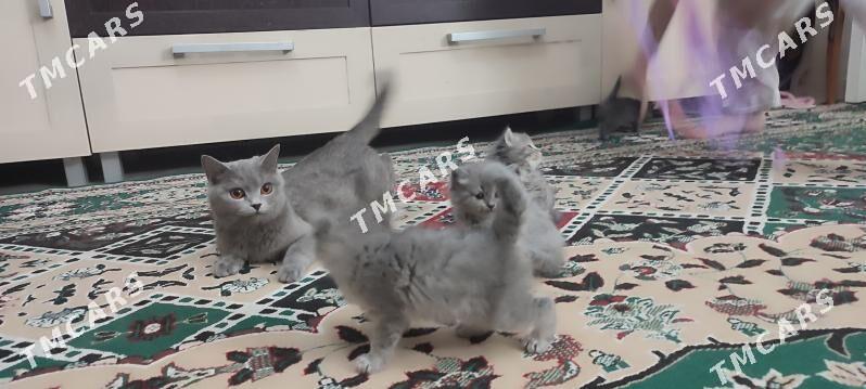 британские котята - Мир 8 - img 7