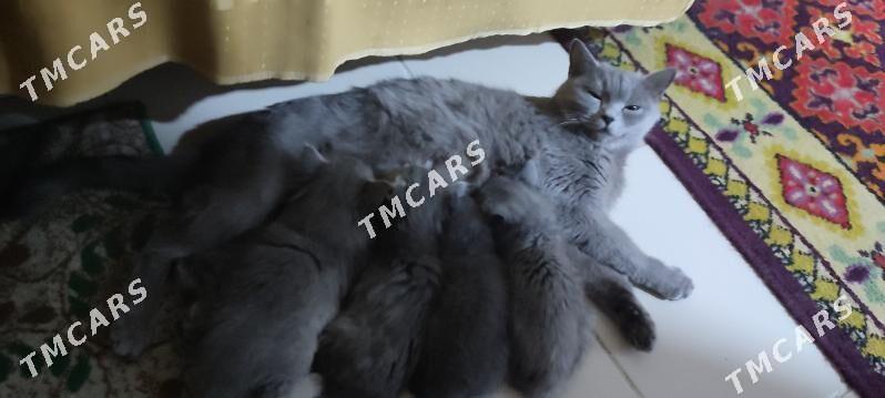 британские котята - Мир 8 - img 3