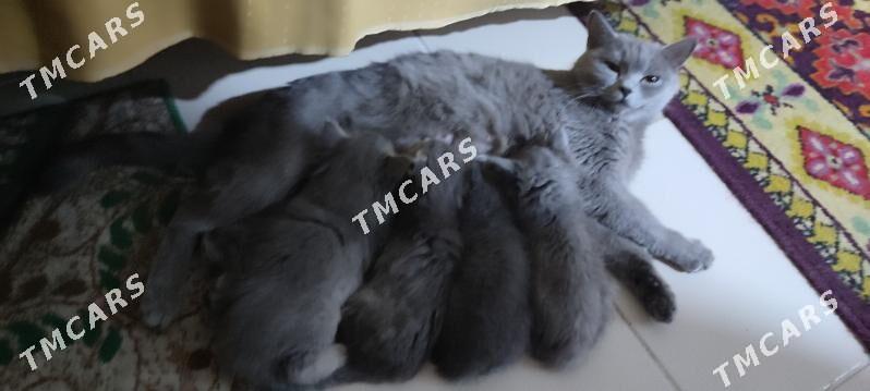 британские котята - Мир 8 - img 5