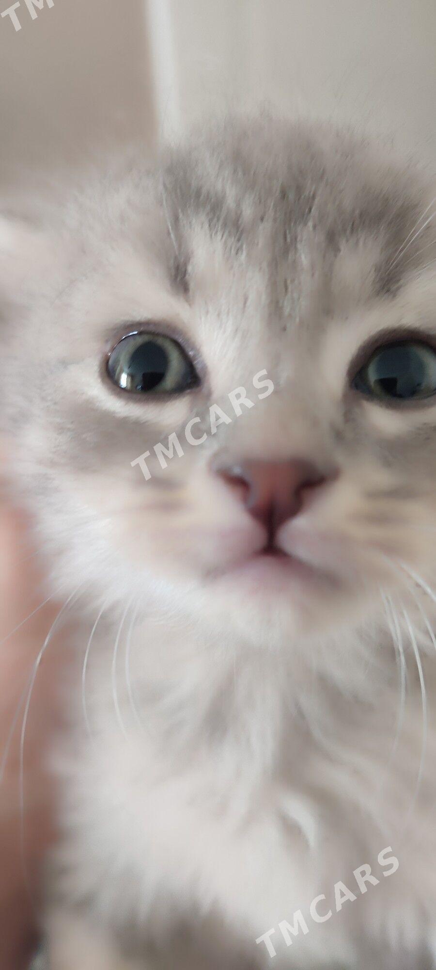 британские котята - Мир 8 - img 2