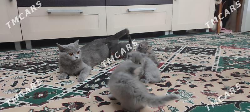 британские котята - Мир 8 - img 4