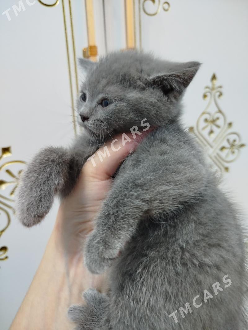 шотландский котят pişijek - Ашхабад - img 7