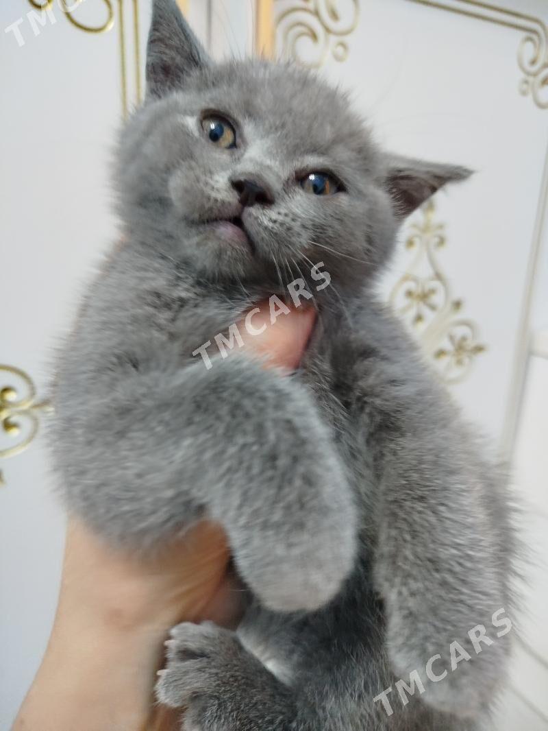 шотландский котят pişijek - Ашхабад - img 8