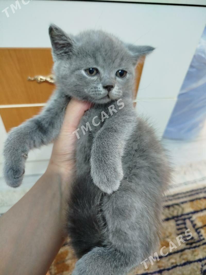 шотландский котят pişijek - Ашхабад - img 5