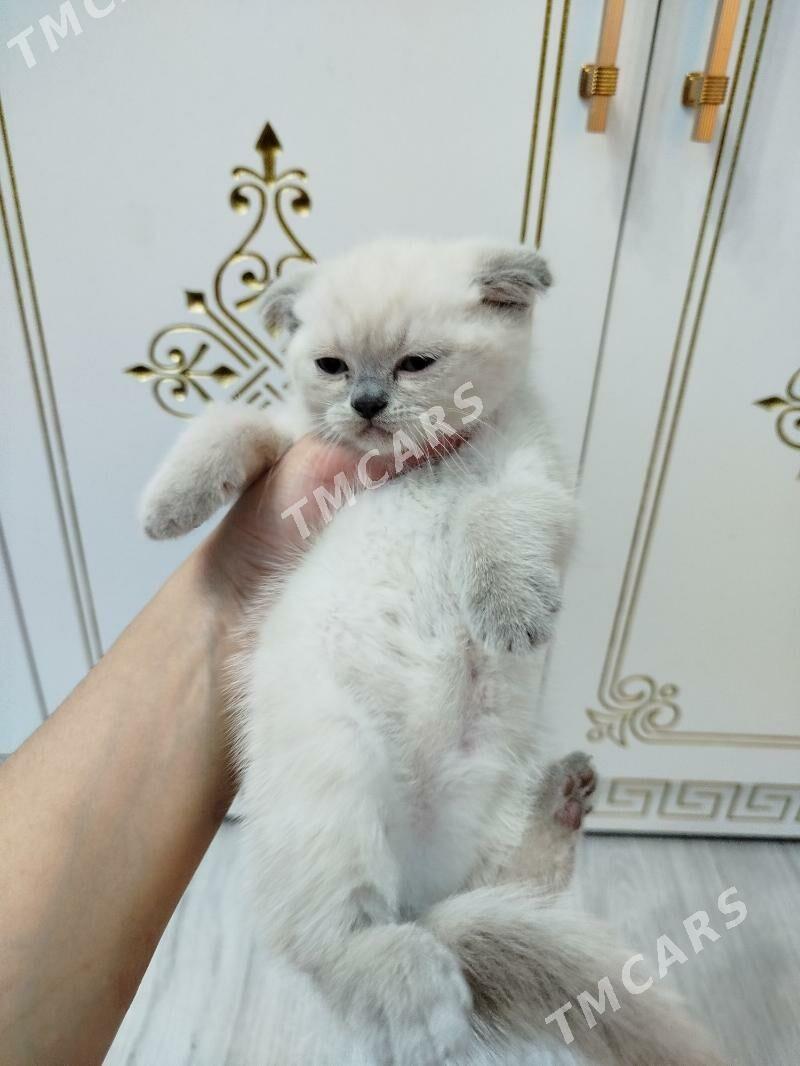 шотландский котят pişijek - Ашхабад - img 2