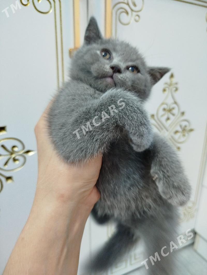 шотландский котят pişijek - Ашхабад - img 9
