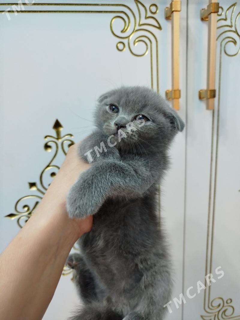 шотландский котят pişijek - Ашхабад - img 10